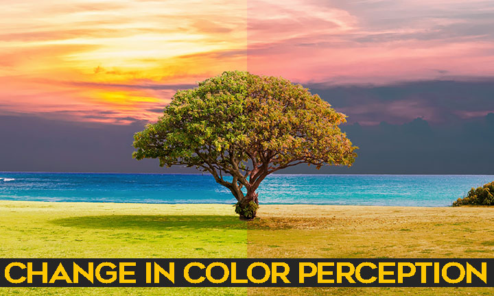 A split image of a coastal tree scene, warm golden tones on the left and cool pink hued tones on the right, illustrating a change in color perception