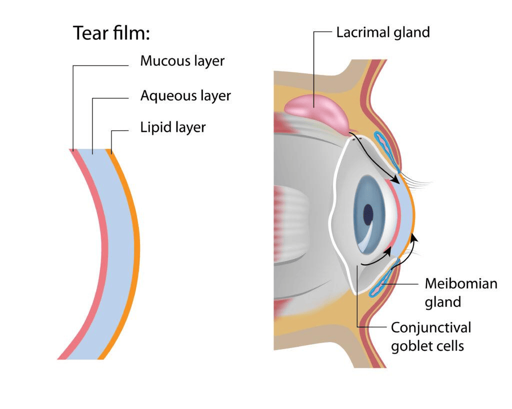 Diagram of the eye's tear film layers and glands, including the lacrimal gland, meibomian gland, and conjunctival goblet cells